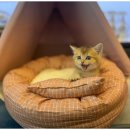 창원강아지분양 고양이분양 도그마루 | 유기견무료입양, 일산강아지분양고양이분양 도그마루 후기!