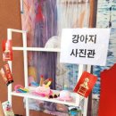 댕댕이 카페 이미지