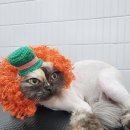 잔다냥 천안점 이미지