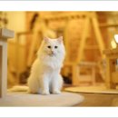 반갑다 창문밖 고양이 이미지