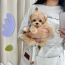요기독 강아지분양 고양이분양 수원본점 네이버블로그