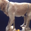 릴리네 애견미용실 이미지