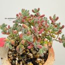 (주)산야초로 | 11.19 식집사일기_하트글로보섬을 구했다! 수민이다육 but, 반품스토리가 포함된..