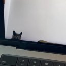 영풍상회 | 매일매일 외출해서 기빨린 내향인의 일상모음