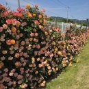 임실치즈마을 이미지