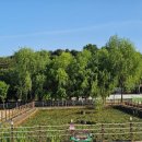 살나리어린이공원 | 양주 가볼만한곳 나리공원, 5월 유채꽃과 청보리밭 산책 후기