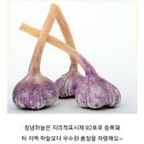 창녕마늘.양파 미국수출까지 계약 이미지