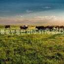 매수농장 이미지