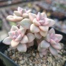 뮤엘