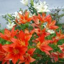 춘천호반체육관 이미지