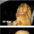 시속 120km로 달리면? 풍속에 따른 애견의 얼굴 변화 이미지