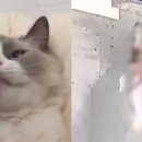 내친구고양이 이미지