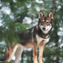 하룻강아지 이미지