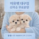 가정1-02-053 | 청송아기강아지분양 청송아기고양이분양 제대로 알아보고 선택하는 방법