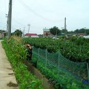 머르메가는길 이미지