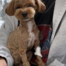 동물의료센터24인치 이미지