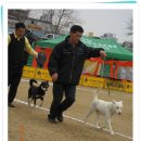 마한애견훈련학교 Daum카페