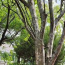 모과나무집 이미지