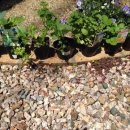 허브와야채 이미지