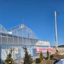 (주)브이아이앰 | 서울근교 딸기체험 화성에서 온 딸기 40개월 아이 딸기따기체험 후기