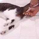 로잔동물의료센터 이미지