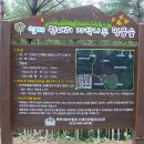 자작나무숲길
