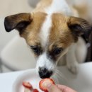 설향이야기 | 엠프레시 논산딸기 산지직송 설향 제철과일 택배 후기