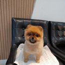 마담뚠뚠 네이버블로그