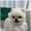 몽이 애견샵 이미지