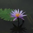 여심(女心) 이미지