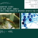 원생생물(원생동물,변형균,물곰팡이) 카이(카리스석스 이야기) 구독자 7.33천명 이미지