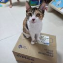 바로담은 | 노령묘사료 인디고에이지뉴트리션 저속노화 사료🐱 급여 후기( 노묘사료추천 고양이시니어사료 )