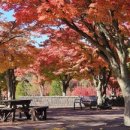 내장산 단풍생태공원 이미지