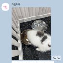 카인드독 이미지