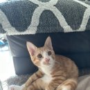 오니하우스 이미지