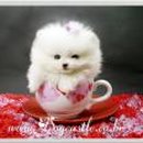 명품애견 이미지