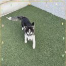 하남강아지 이미지