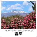 석부작박물관 | 1월 제주도 서귀포 가볼만한곳 제주 동백꽃 명소 숨도