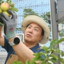 감사나무 이미지