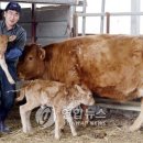 쌍둥이축산 이미지