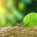 개미농장 이미지