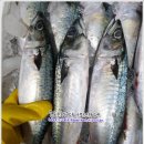 10월 23일(수) 목포는항구다 생선카페 판매생선[ 생물고등어, 파조기(선별상품), 민어, (손질)건조조기, 새우젓, (예약)흰다리 새우 ] 이미지