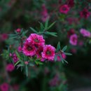 호주매화 (호주매, 티트리, 비너스, manuka, manuka myrtle, Tea tree) 이미지
