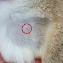 동물병원 유피 이미지