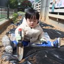참아름 텃밭에 채소 모종을 심었어요 ^^ 이미지