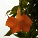 천사의 나팔꽃 (Angel trumpet flower) 이미지