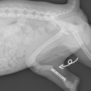 나온동물병원 이미지