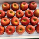 한솔농장 | [공지] 아삭, 달콤,향까지 완벽한 미야마 부사와 감홍과 시나노골드로 짠 생사과 즙 판매