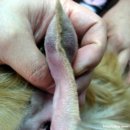 파랑새동물병원 이미지