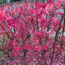 약진로변 이미지